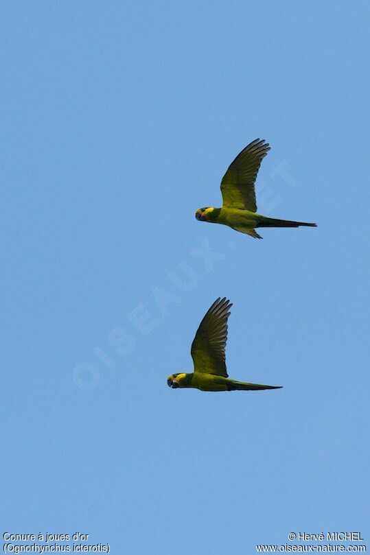 Yellow-eared Parrot