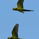 Conure à joues d'or