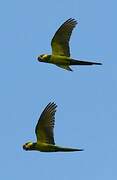 Yellow-eared Parrot