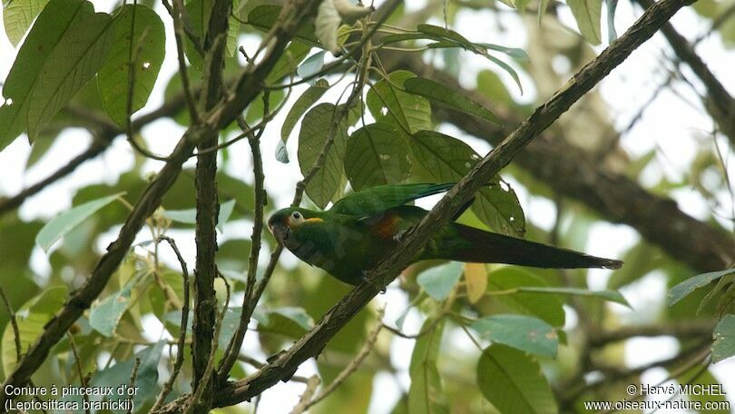 Conure à pinceaux d'or