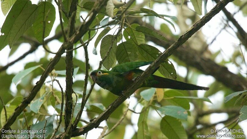 Golden-plumed Parakeet