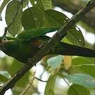 Conure à pinceaux d'or