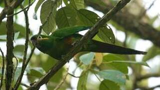 Golden-plumed Parakeet