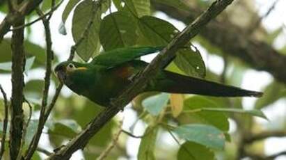 Conure à pinceaux d'or