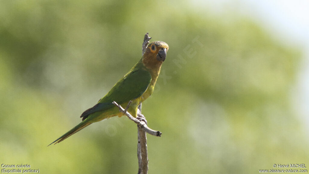 Brown-throated Parakeetadult, identification