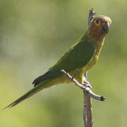 Brown-throated Parakeet