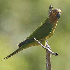 Conure cuivrée