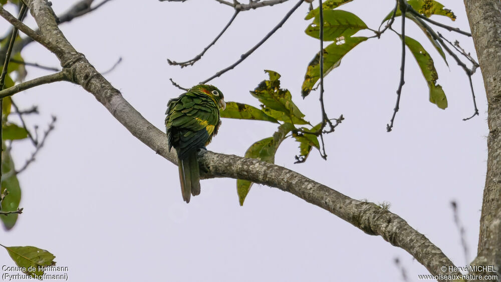 Conure de Hoffmann