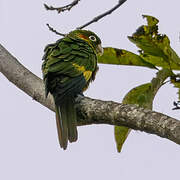 Sulphur-winged Parakeet