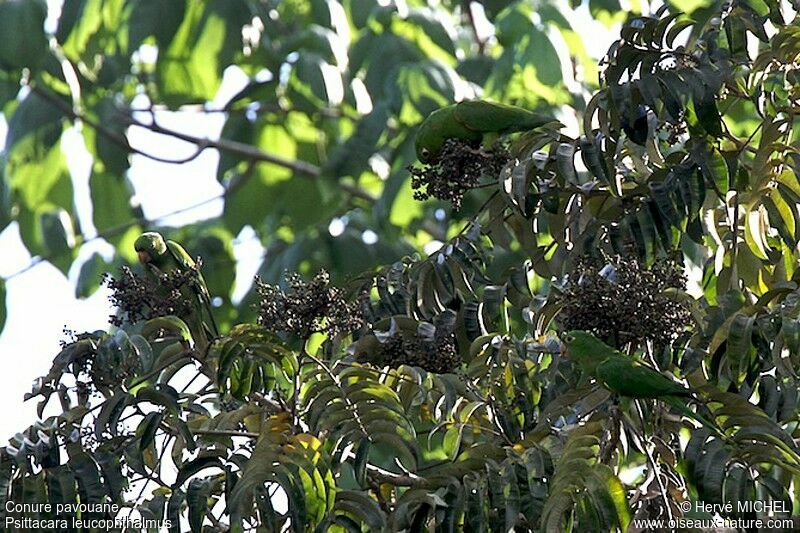 Conure pavouane, Comportement