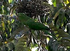 White-eyed Parakeet