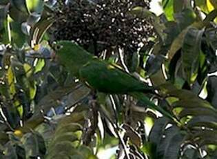 Conure pavouane