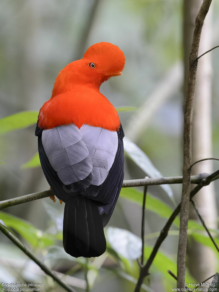 Andean Cock-of-the-rock male adult