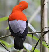 Andean Cock-of-the-rock