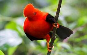 Andean Cock-of-the-rock