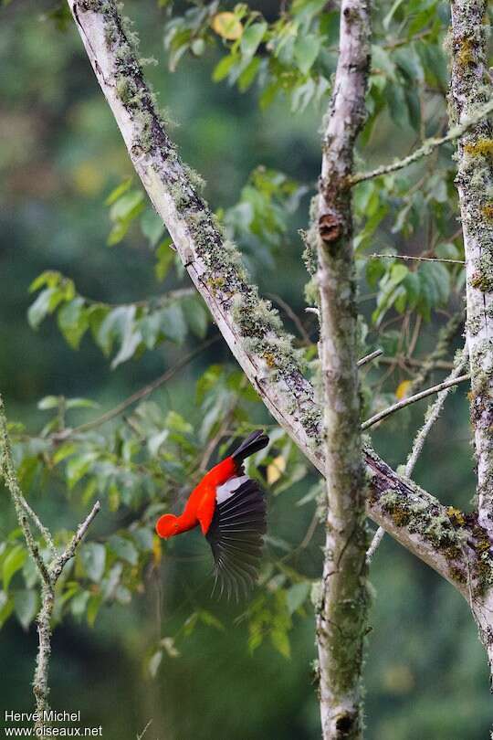 Andean Cock-of-the-rock male adult, Flight