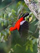 Andean Cock-of-the-rock