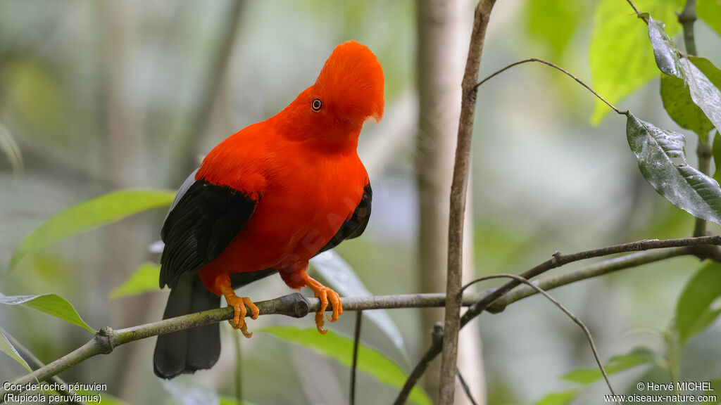 Andean Cock-of-the-rock