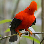 Andean Cock-of-the-rock