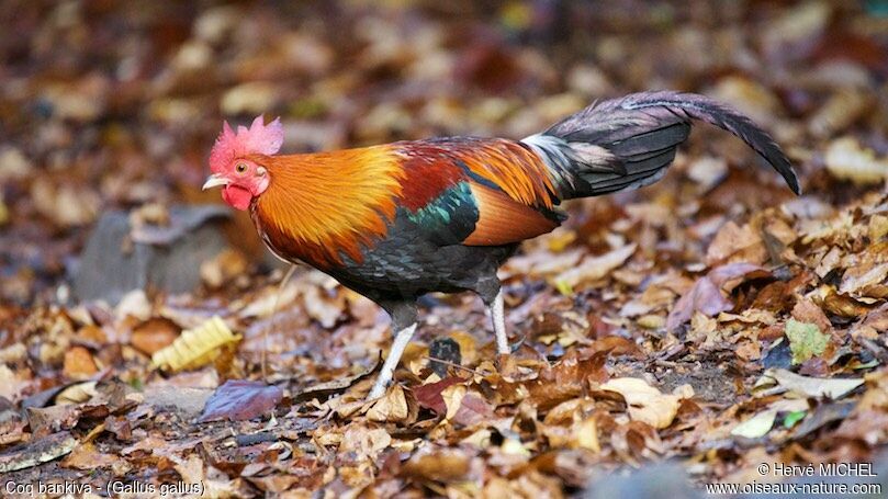 Red Junglefowl male adult