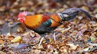 Red Junglefowl