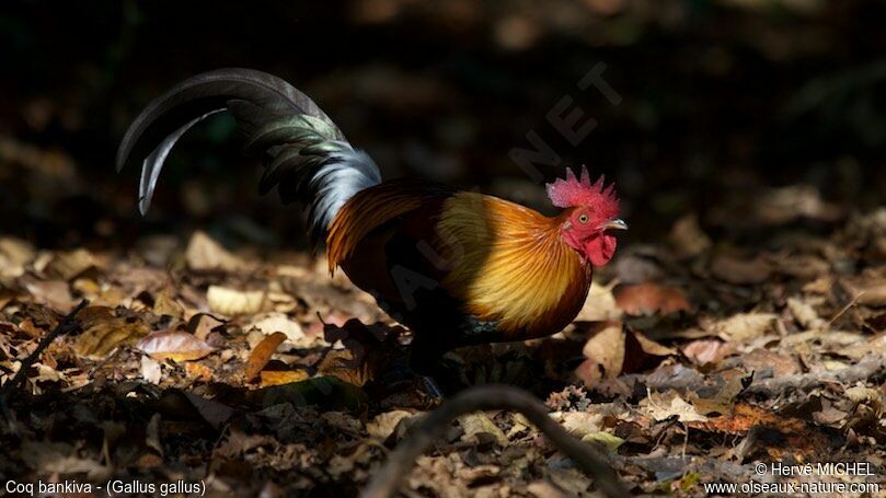 Coq bankiva mâle adulte