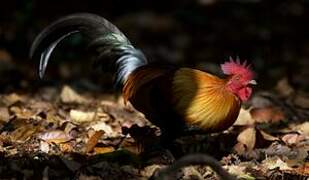 Red Junglefowl