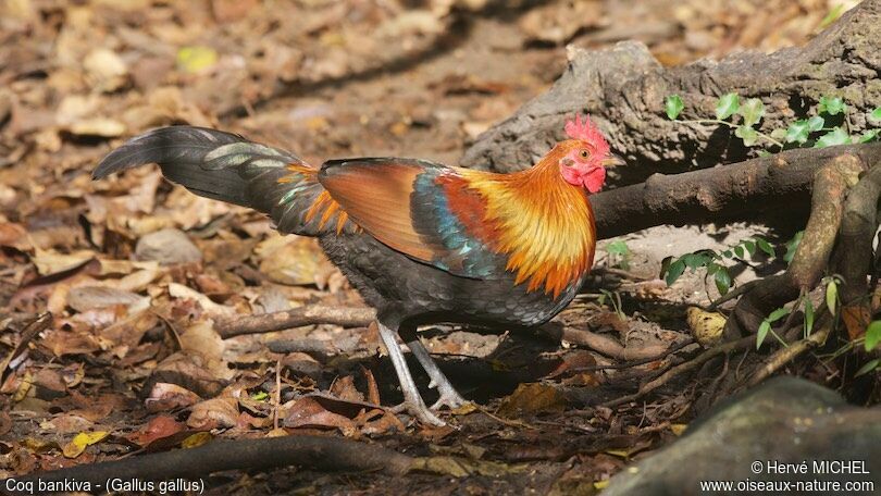 Coq bankiva mâle subadulte