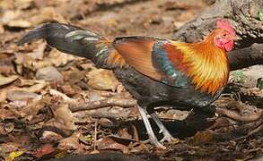 Red Junglefowl