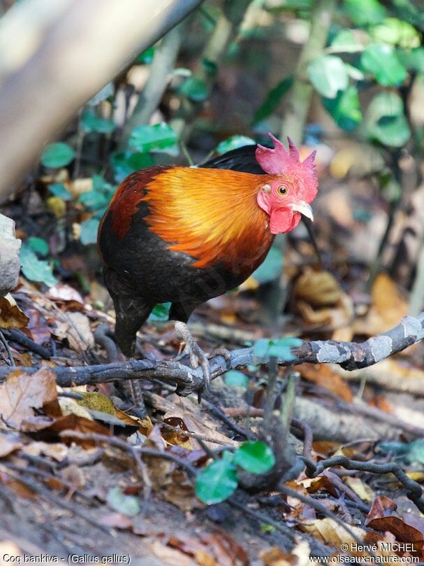 Red Junglefowl male adult