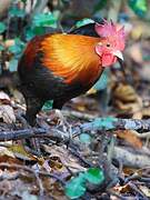 Red Junglefowl