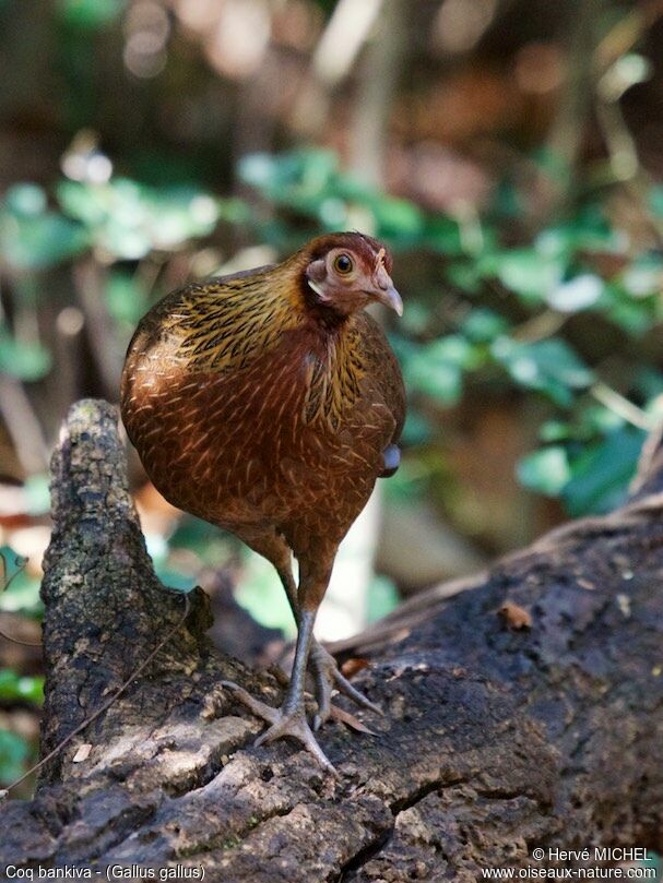 Red Junglefowl female