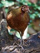 Red Junglefowl