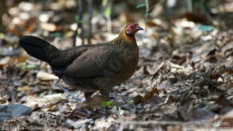 Red Junglefowl female