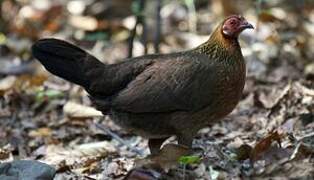 Red Junglefowl