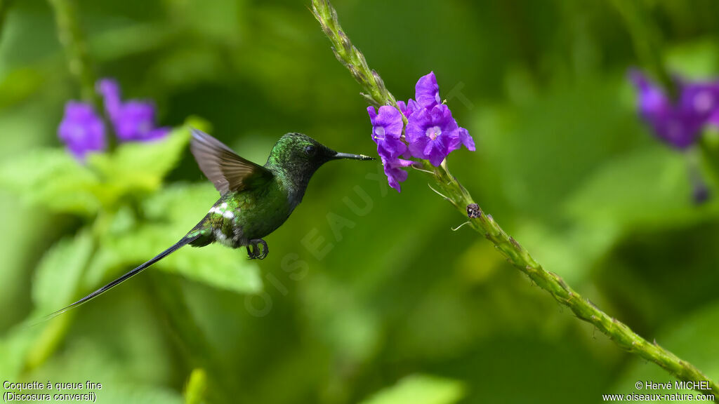 Green Thorntail male