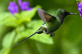 Green Thorntail