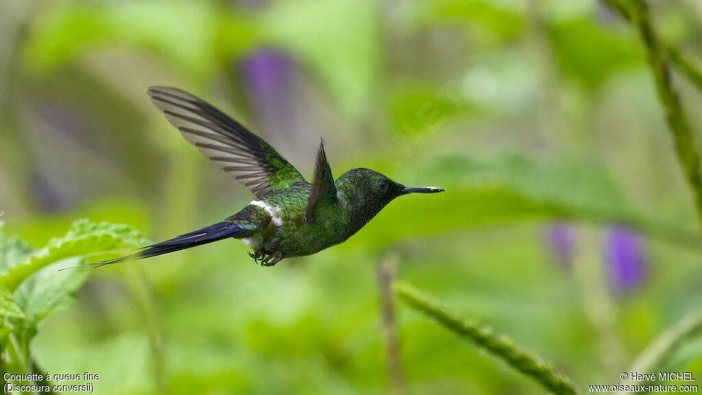 Green Thorntail male