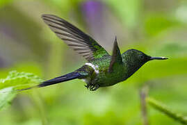 Green Thorntail