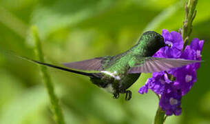 Green Thorntail