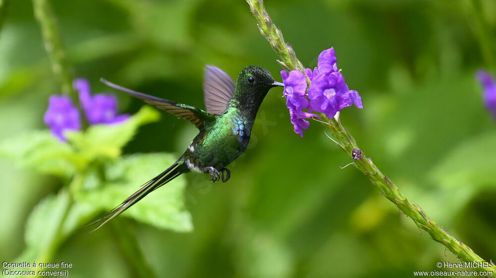 Green Thorntail male