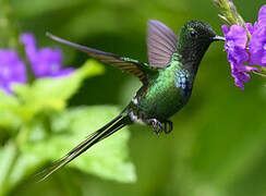 Green Thorntail