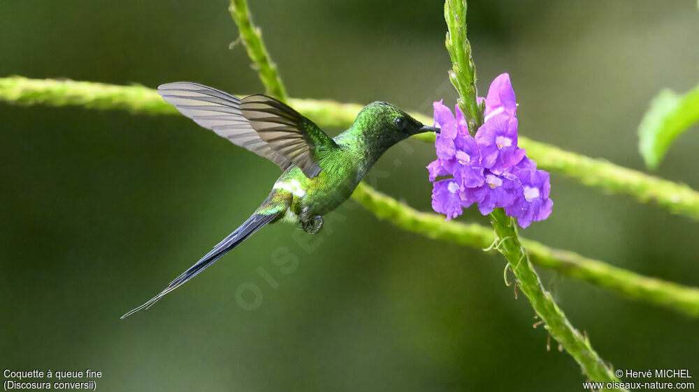 Green Thorntail male