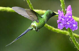 Green Thorntail