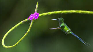 Green Thorntail