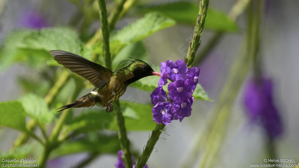 Black-crested Coquette male adult