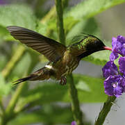 Black-crested Coquette