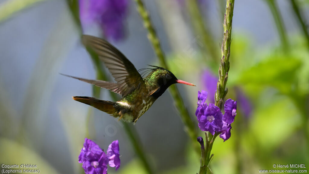 Black-crested Coquette