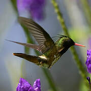 Black-crested Coquette