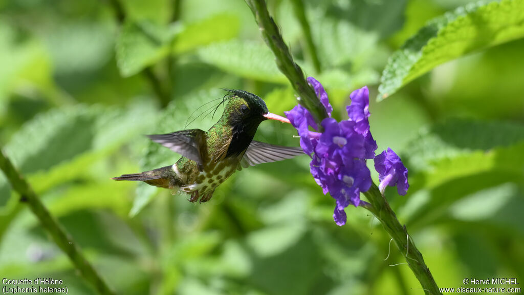 Black-crested Coquette